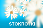 stokrotki